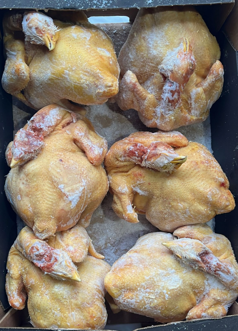 Куры домашние